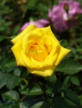Nacogdoches Yellow Rose, Grandma's Yellow Rose, Rosa x 'Nacogdoches Yellow'